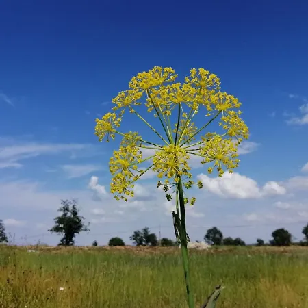 Rural Lajafriz