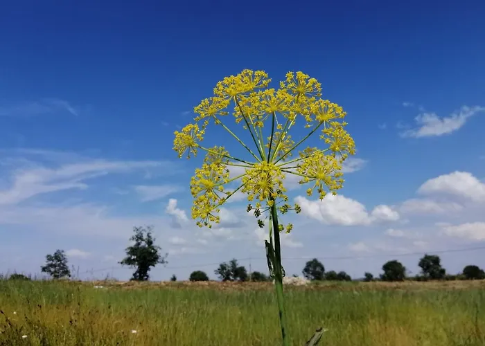 Rural Lajafriz
